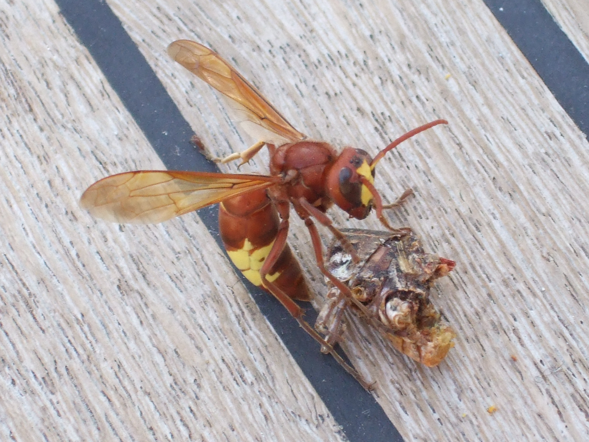 bee