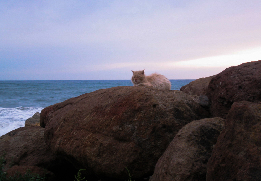 cat
