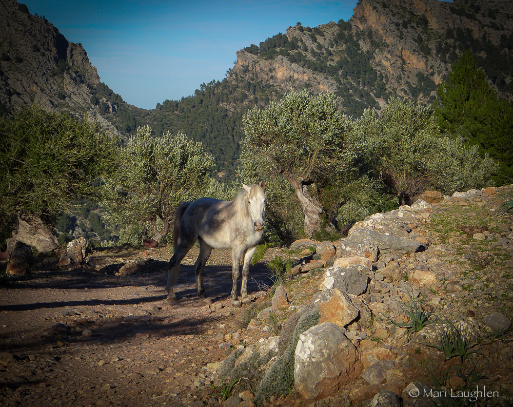 horse2