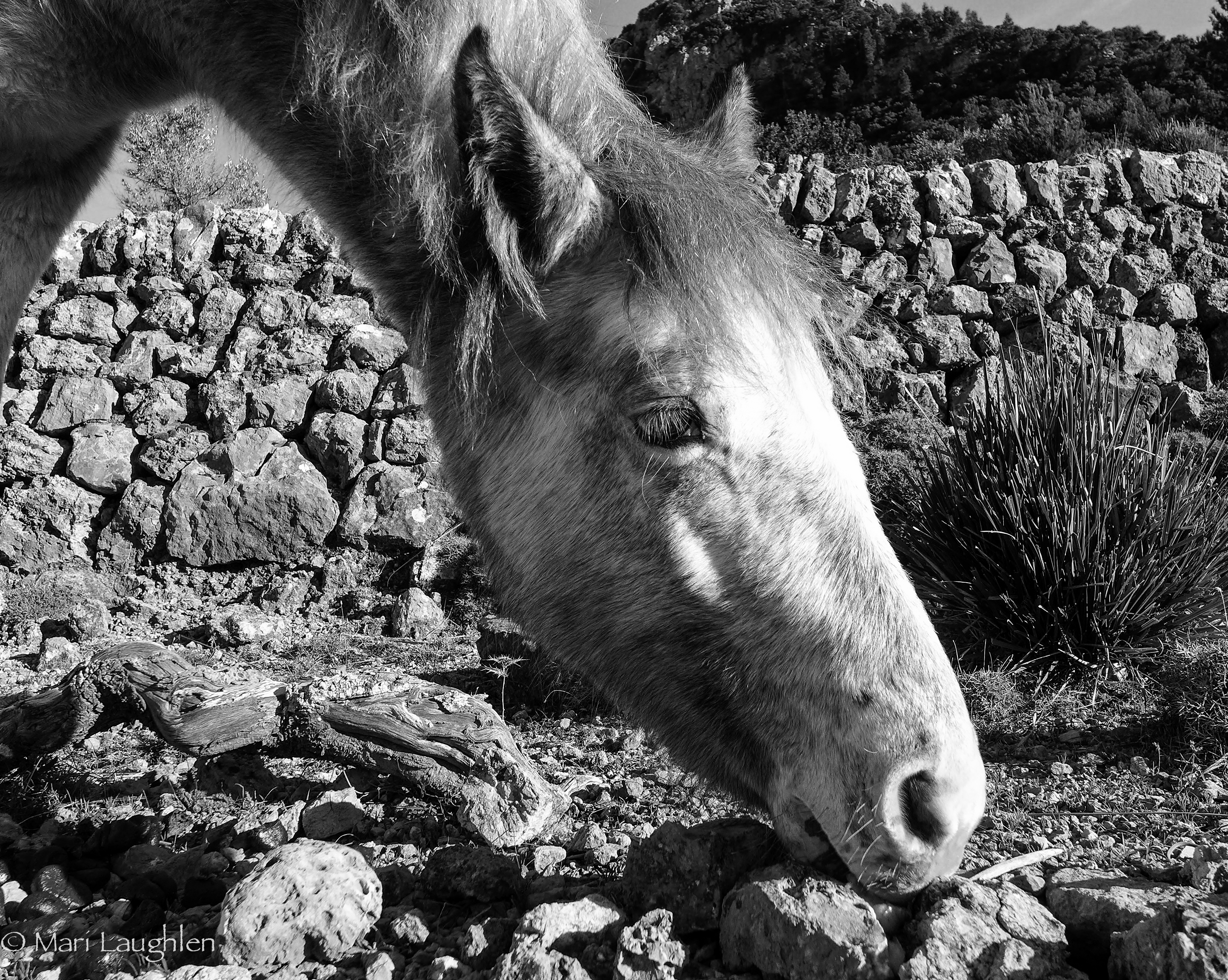 horse_-2