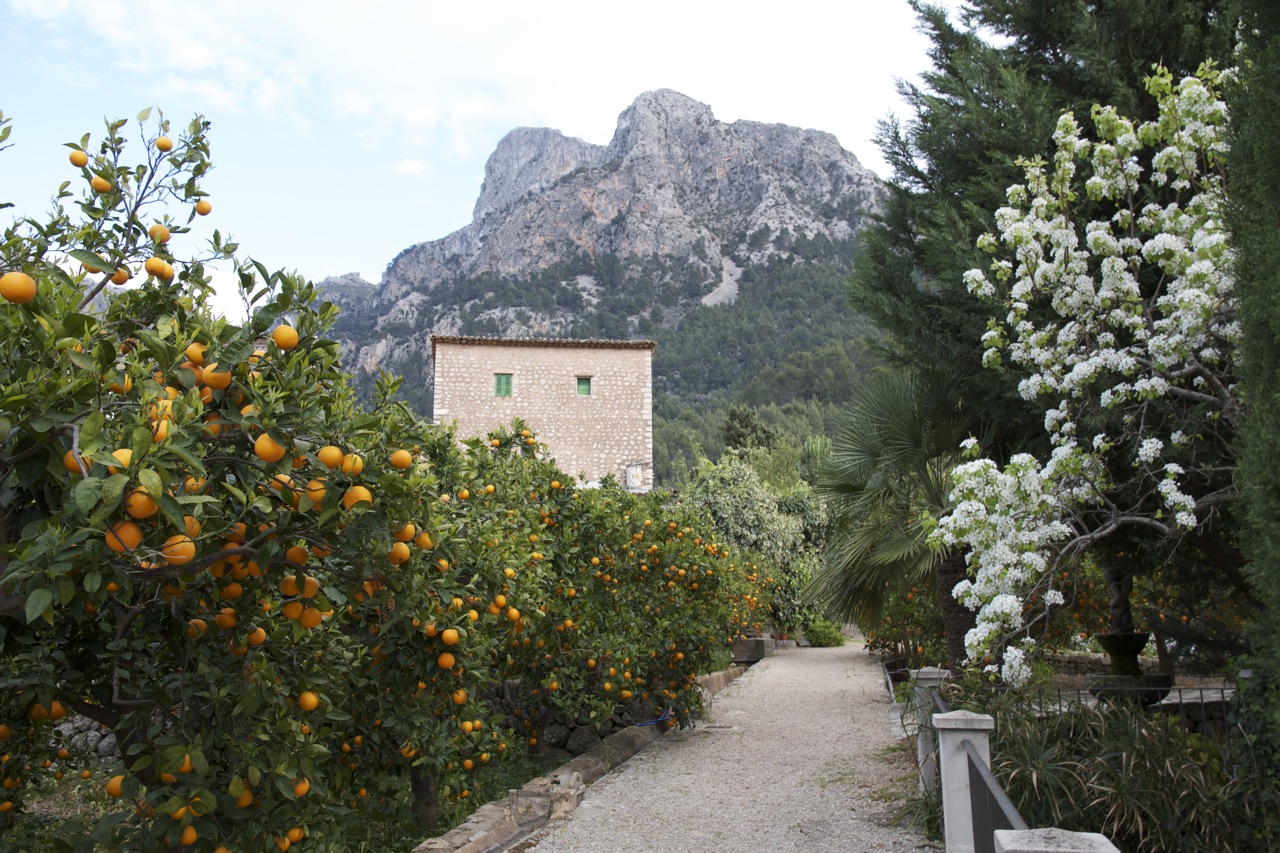 Orange Grove