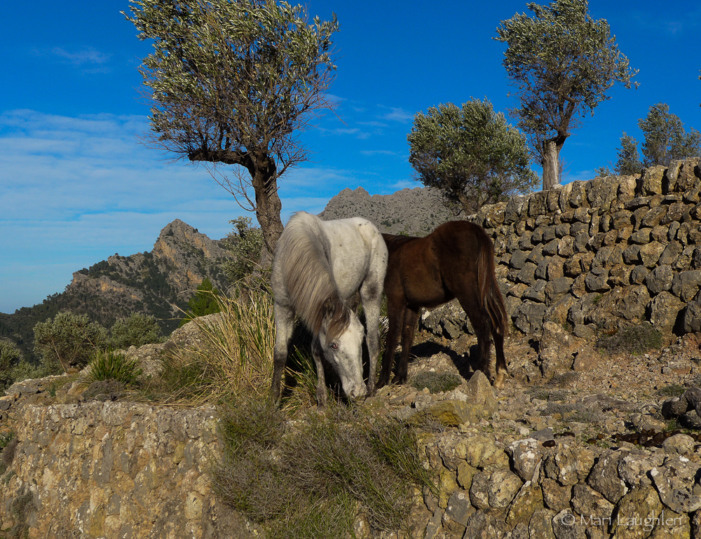 wild horses