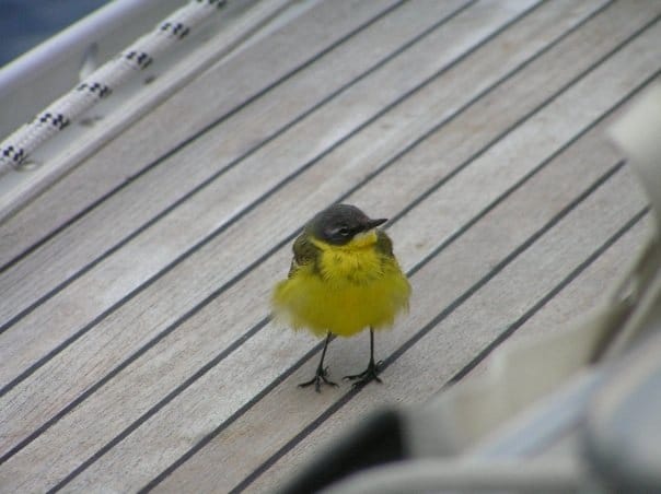 Yellow Bird