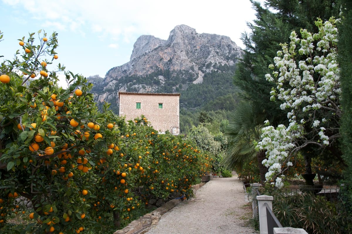 Orange Grove